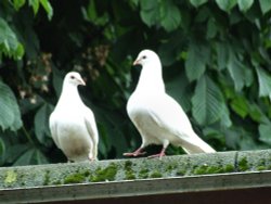 Pair of white doves Wallpaper