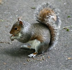 Grey Squirrel in Saltwell Park Wallpaper