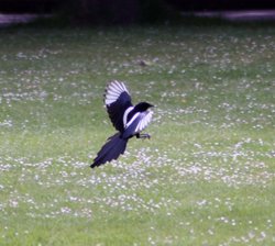 Magpie in Saltwell Park Wallpaper