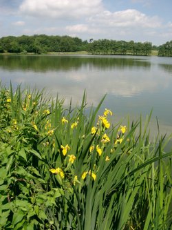 The lake at Himley