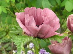 Poppy with raindrops still on the petals at Sissinghurst castle gardens, Kent Wallpaper