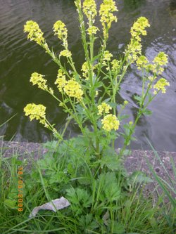 Wild flower