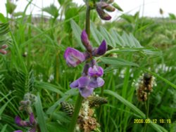 Wild flower Wallpaper