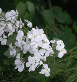 Wild flower