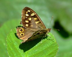 Speckled wood butterfly Wallpaper