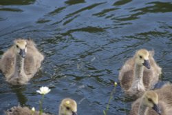 Goslings on the Dudley Canal