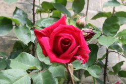 Cottage rose Wallpaper