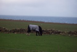 Grazing on a North Sea Bluff Wallpaper