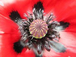 Poppy flowering at Sissinghurst castle gardens