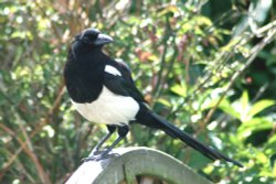 Magpie. Wallpaper