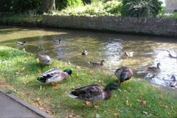 Ducks, Lower Slaughter