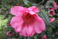 Camelia in Fitz Park Wallpaper