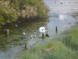 Swan and her