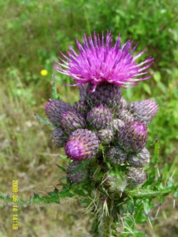 Wildflowers