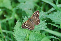 Speckled Wood Butterfly Wallpaper