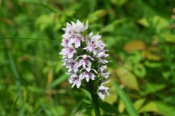 Common Spotted Orchid Wallpaper