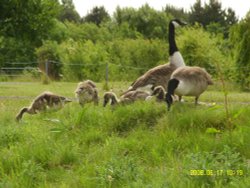 Canadian Geese and family
