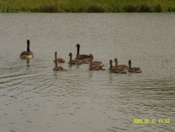 Canadian Geese and family Wallpaper