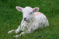 A Burrough Hill resident Wallpaper