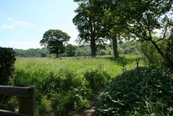 River Walk Wallpaper