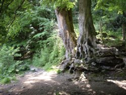 Beech Roots Wallpaper