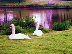 Swans with cygnets