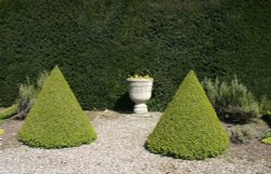 Topiary