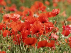 Poppies in a field, Abbots Langley, near Watford, Herts.