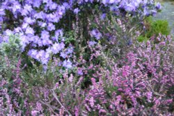 Grasmere garden Wallpaper