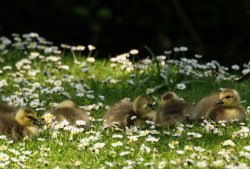 Goslings, University Parks, Oxford Wallpaper