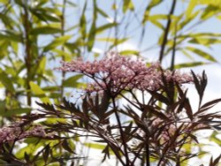 Garden flowers, Northleach, Gloucs. Wallpaper