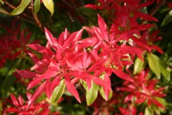 Hope Park, Keswick Wallpaper