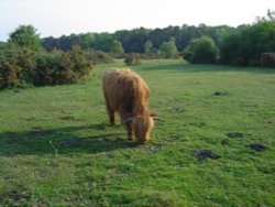 The New Forest (Hampshire) Wallpaper