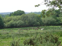 The New Forest (Hampshire) Wallpaper