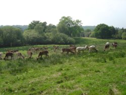 The New Forest (Hampshire)