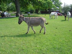 Brockenhurst Wallpaper