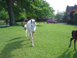 Brockenhurst Wallpaper