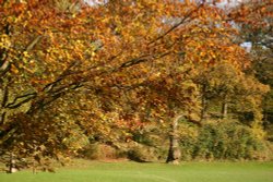 Autumn colour, Fitz Park Wallpaper