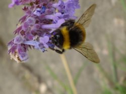 Bee in the garden at Packwood House Wallpaper