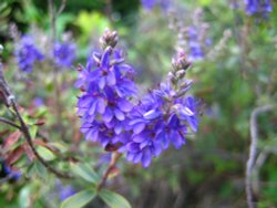 Hebes