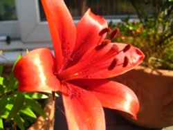 Lily