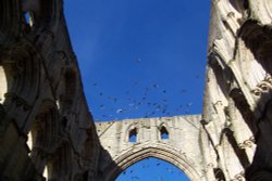 Pigeons at Rievaulx Wallpaper