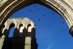 Rievaulx Abbey Pigeons