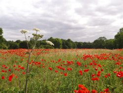 From Laughton towards Kings Wood
