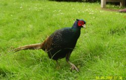 This Pheasants was almost tame and wondered around the visitors. Wallpaper