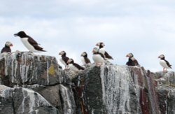 Puffins on the Farne Islands Wallpaper