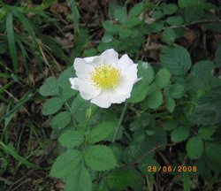 Anston Woods Wallpaper