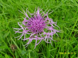 Anston Woods Wallpaper