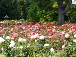 Rose Garden Wallpaper