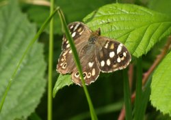 Speckled Wood butterfly, Jubilee Way, Bernwood forest, Botolph Claydon, Bucks. Wallpaper